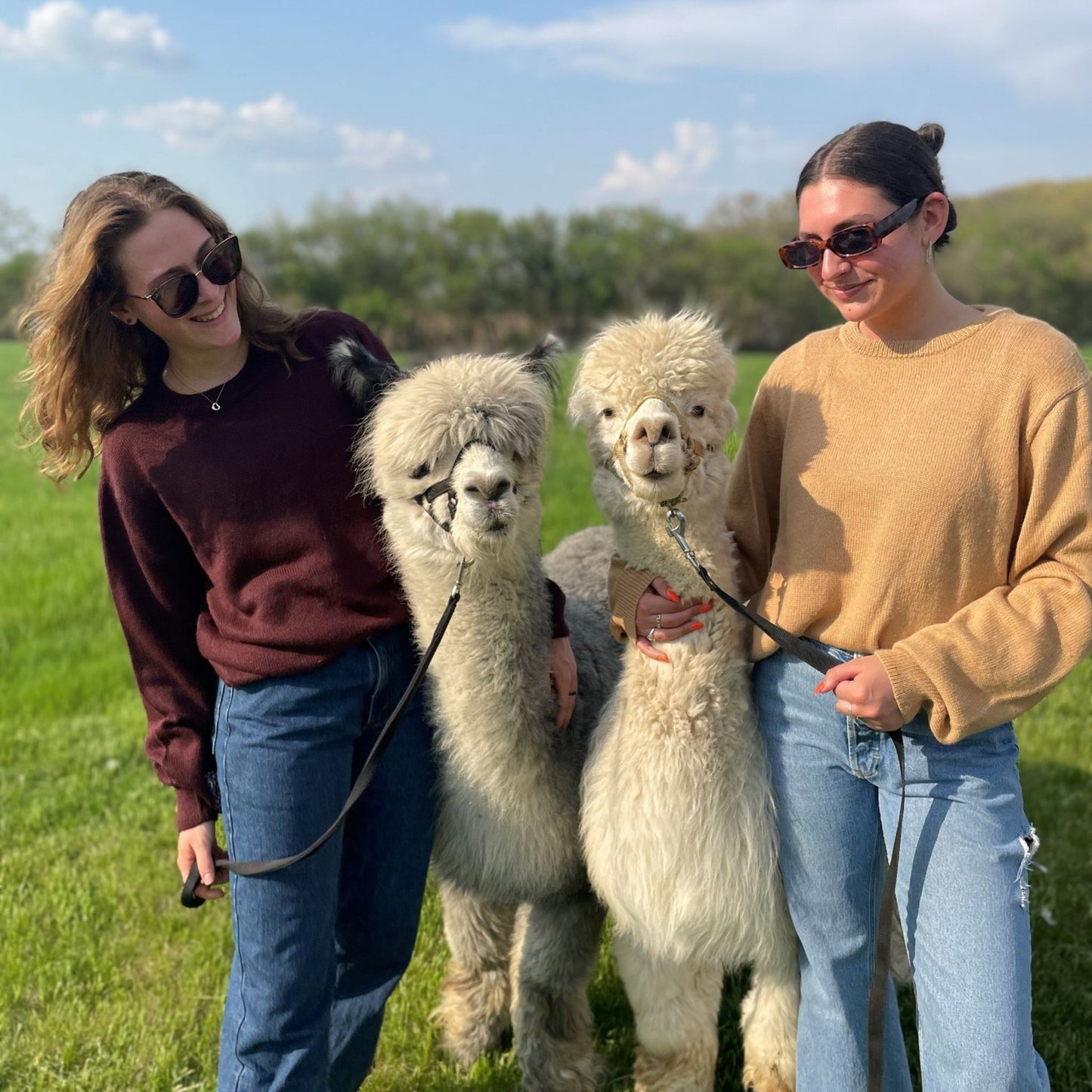 Two people walking with two alpacas in a grassy field on a sunny day.