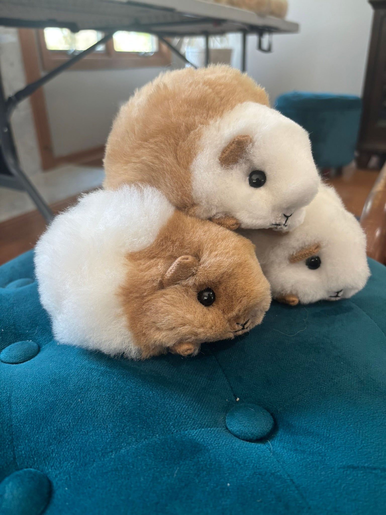 Alpaca Guinea Pigs