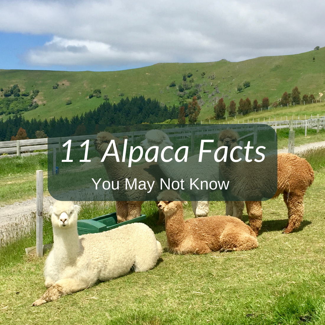 11 Alpaca Facts You May Not Know