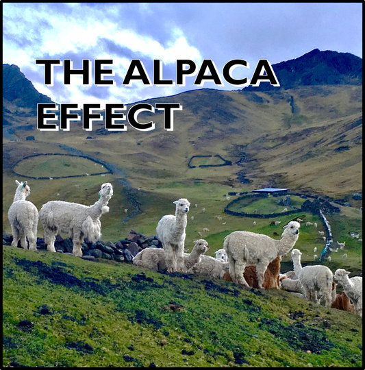 The Alpaca Effect