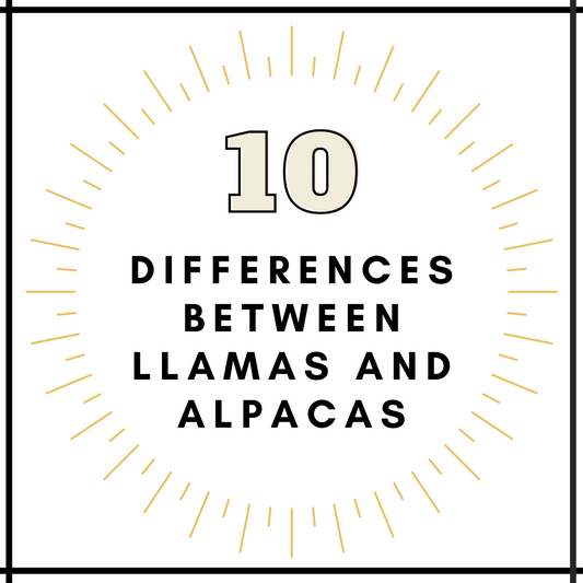 10 Differences Between Llamas and Alpacas
