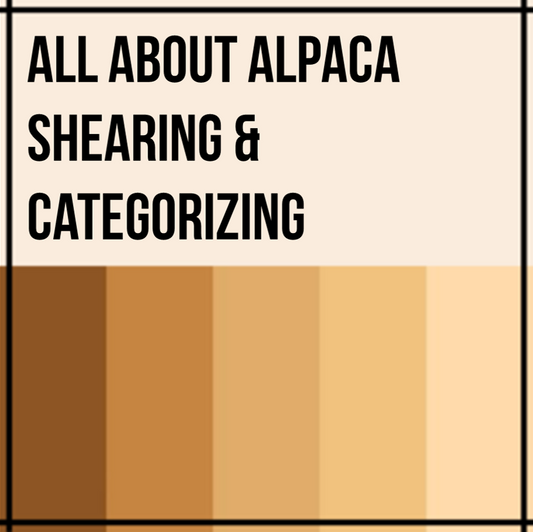 Alpaca Shearing and Categorizing