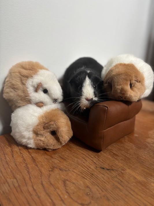 Different Colors of Campo Alpaca Guinea Pig plush toys displayed together in various natural colors