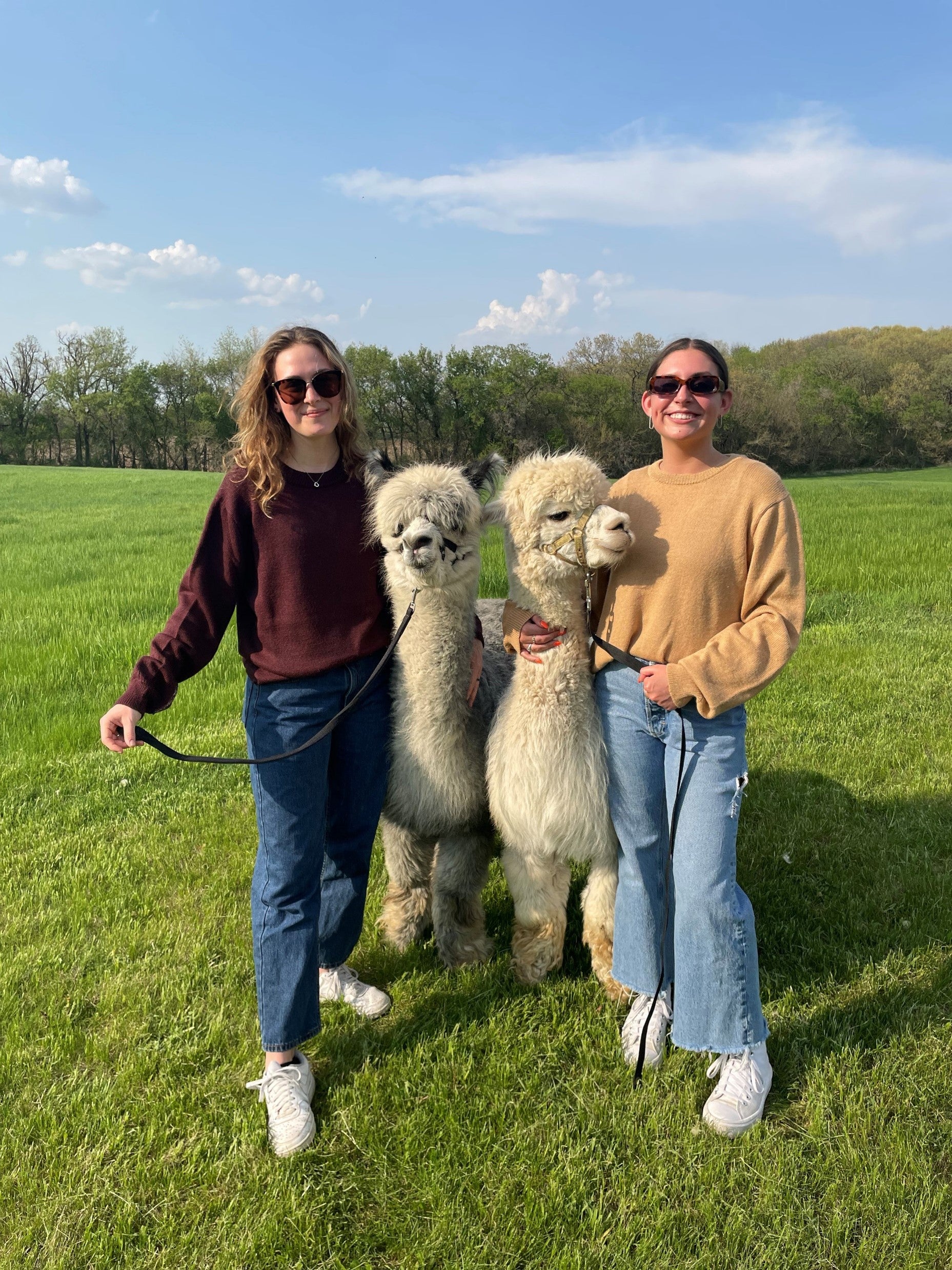 Two people standing in a grassy field with two alpacas.