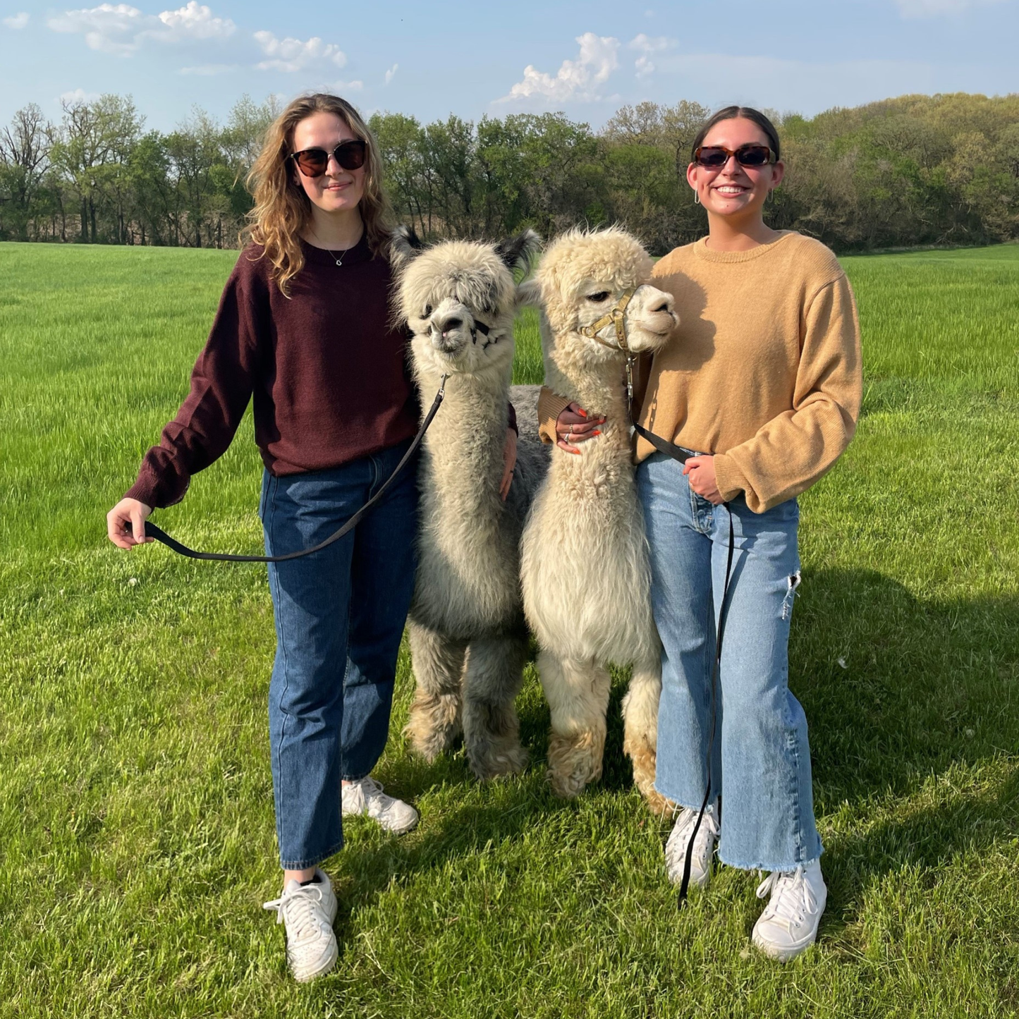Two people standing in a field with two alpacas on leashes.