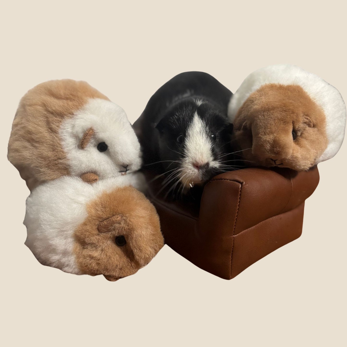 Four plush toy guinea pigs on a small brown couch against a beige background