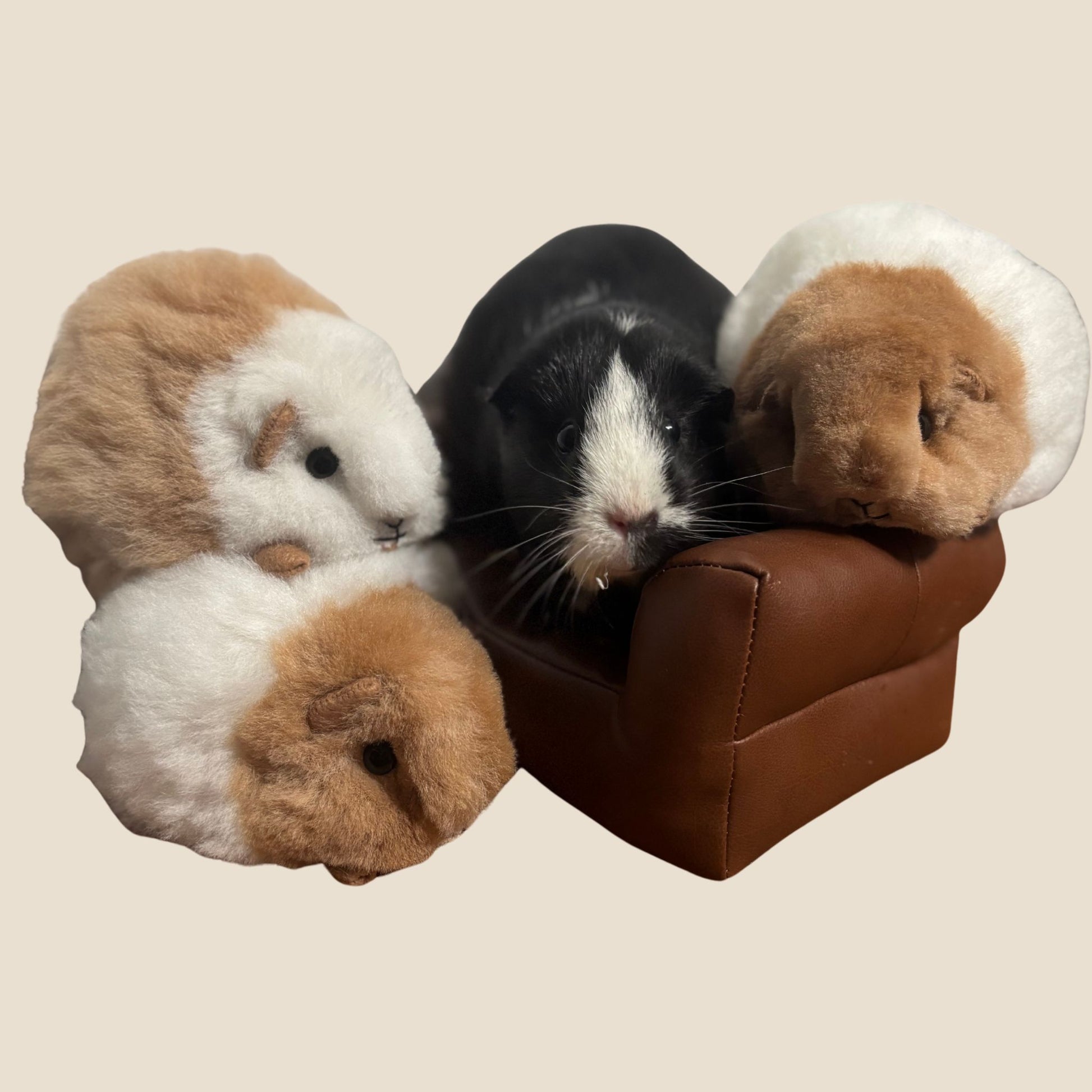 Four plush toy guinea pigs on a small brown couch against a beige background
