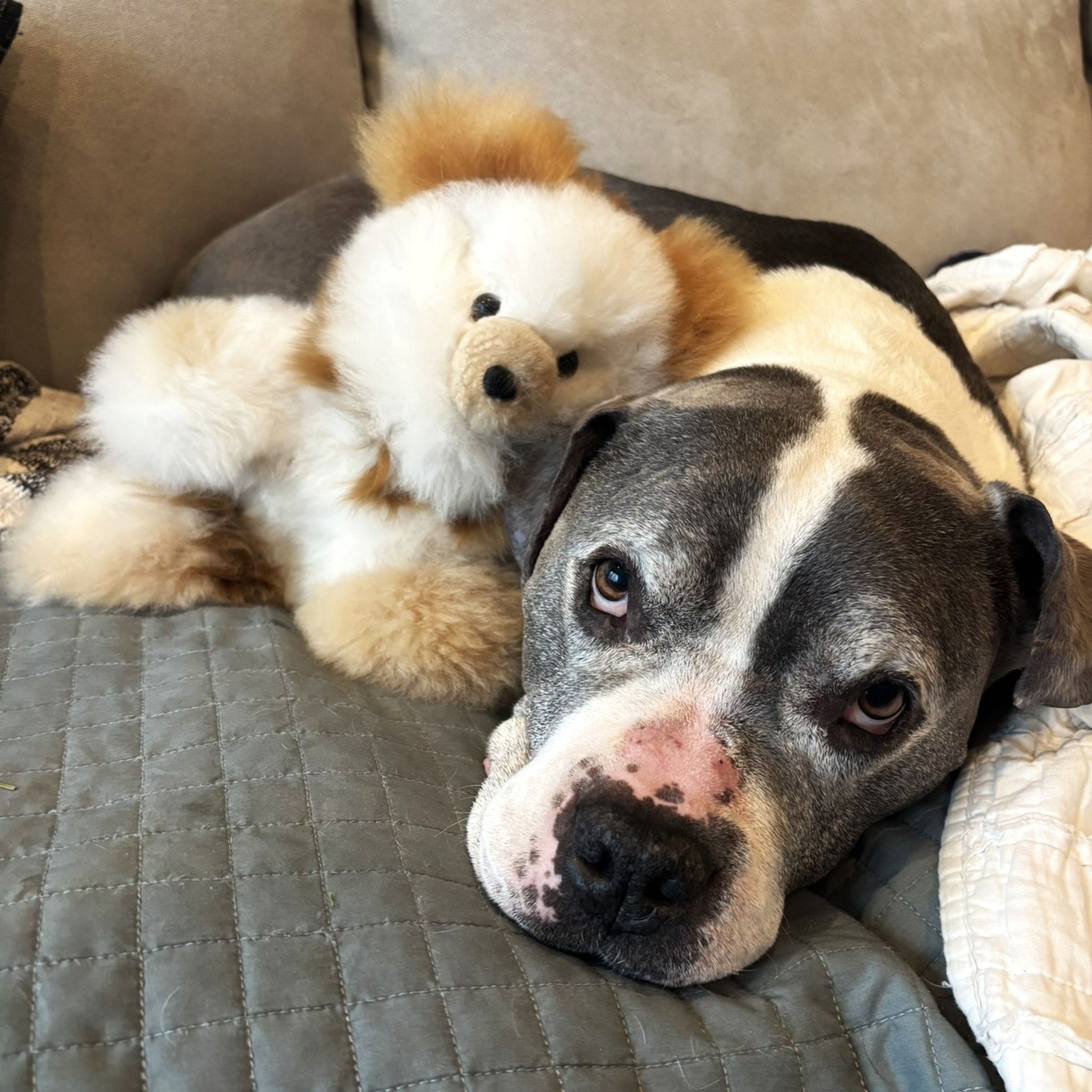 Dog lying on a couch with a teddy bear next to it