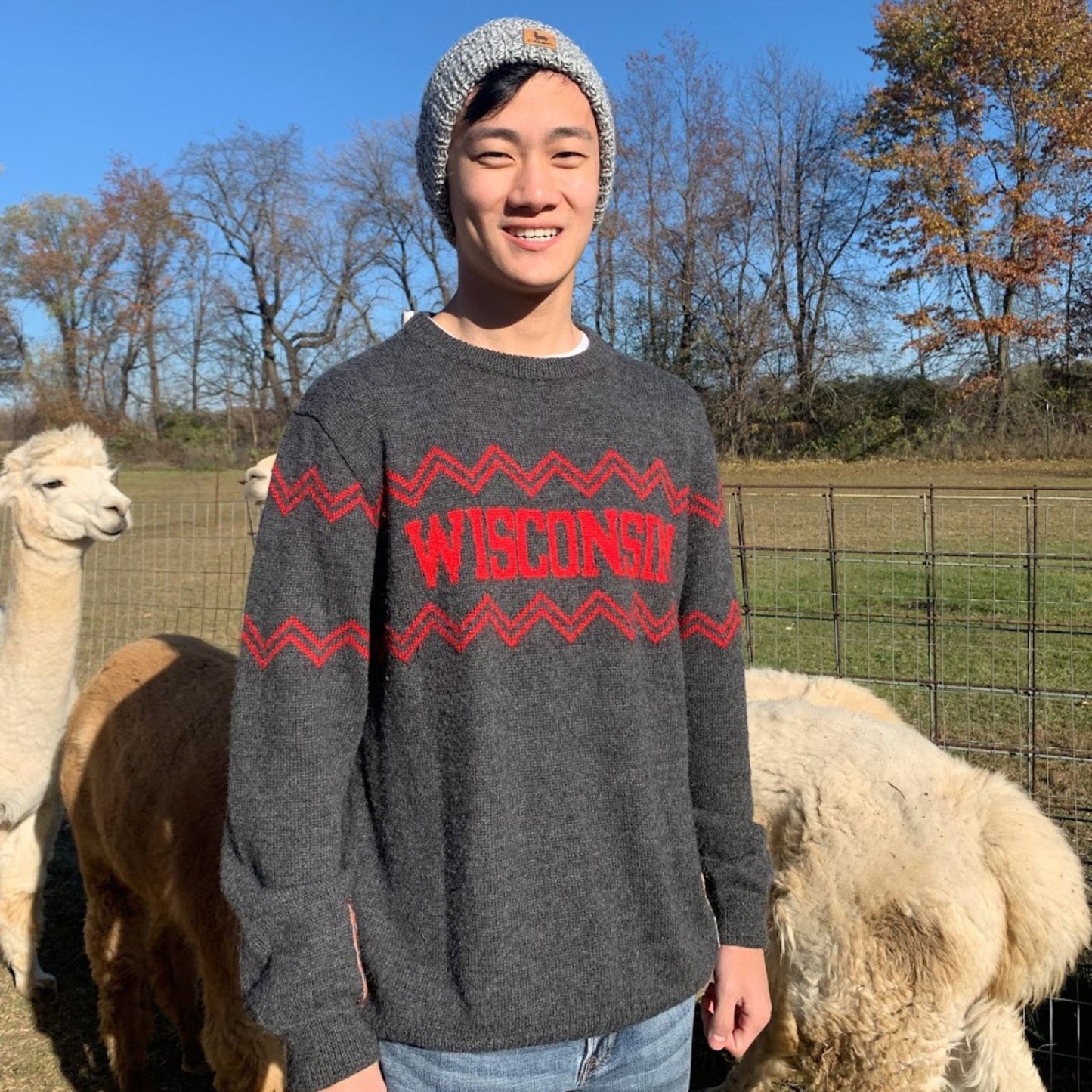 Person wearing a 'Wisconsin' sweater standing among alpacas outdoors.