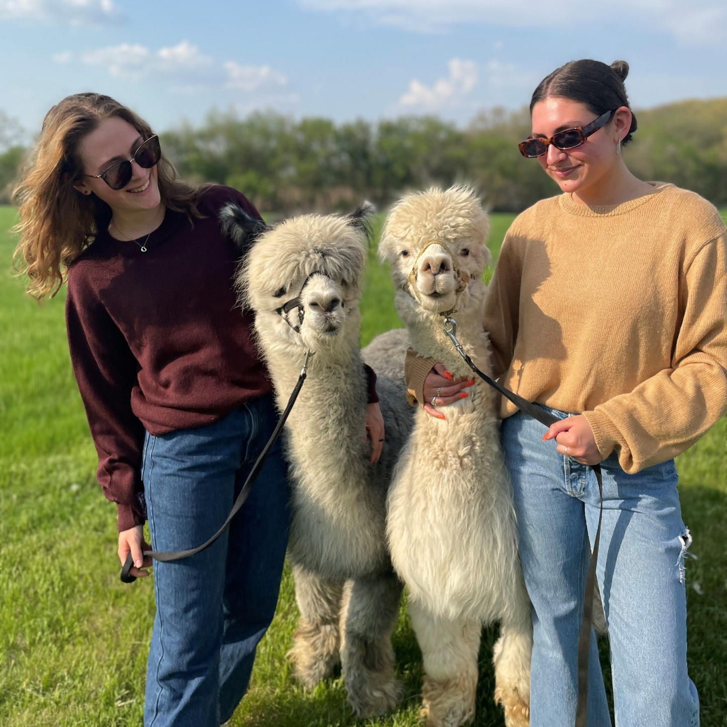 Two women standing with two fluffy white animals in a grassy field.