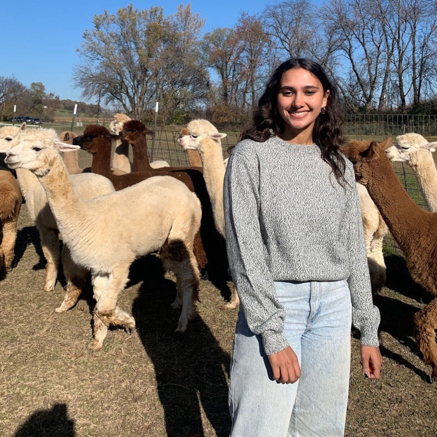 Woman standing among alpacas in an outdoor setting