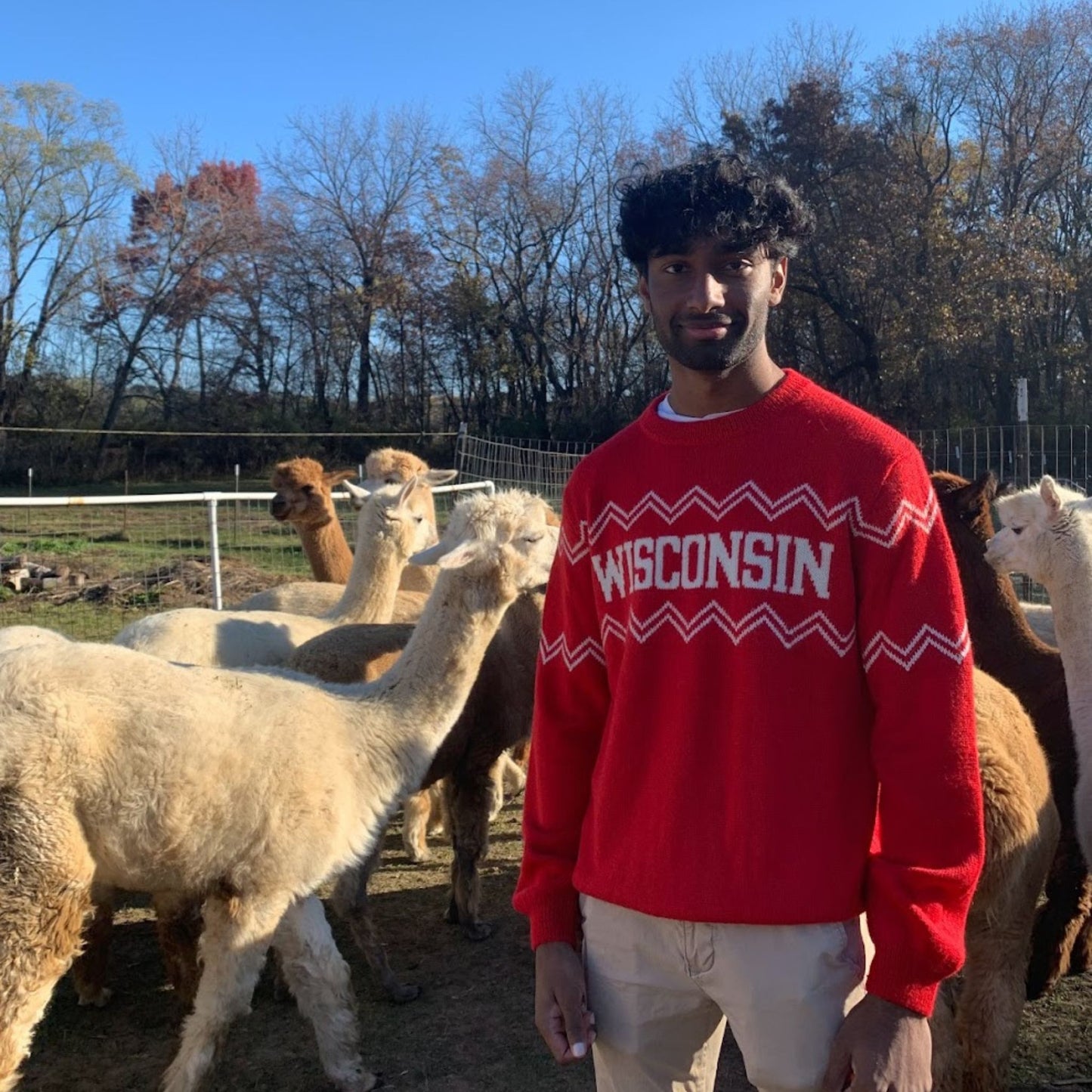 Man wearing a red 'Wisconsin' sweater standing among alpacas outdoors.