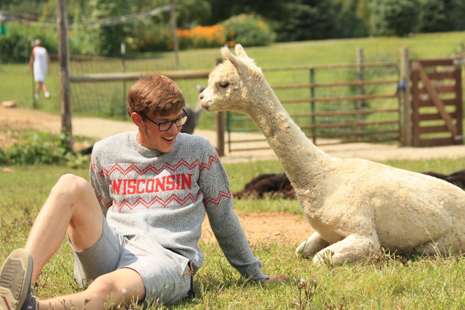Boy in Wisconsin Crew Neck with alpaca